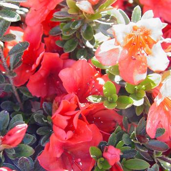 Rhododendron North Tisbury hybrid 'Joseph Hill'