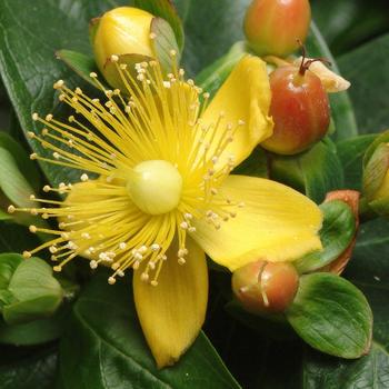 Hypericum androsaemum 'Seiball' PP18801