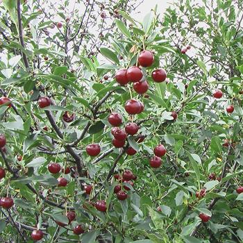 Prunus fruticosa x cerasus 'Juliet' 