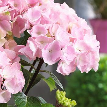 Hydrangea macrophylla 'Flamingo' PP27598