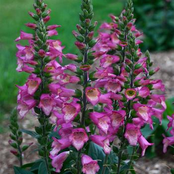 Digiplexis 'Berry Canary'