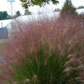 Muhlenbergia capillaris 'Fast Forward' 