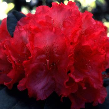 Rhododendron 'Hot Dawn'