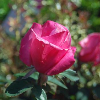 Rosa 'First Prize' (316402)