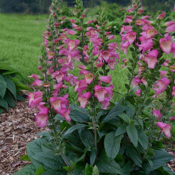 Digiplexis 'Berry Canary' (316403)