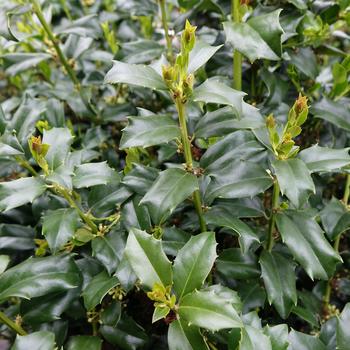 Ilex x meserveae 'Mesdob' 