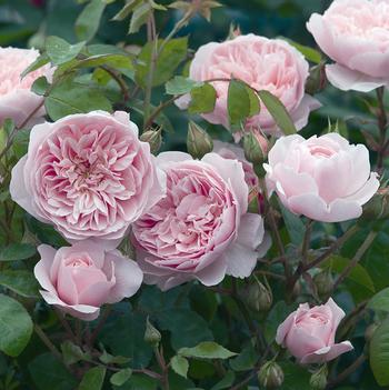 Rosa 'Ausbreeeze' Ausbreeze