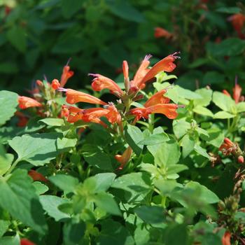 Agastache 'Orange Nectar&trade;' PP23012P3