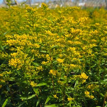 Solidago odora '' (316411)