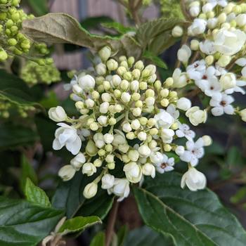 Viburnum 'Nantucket'
