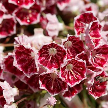 Kalmia latifolia 'Starburst'