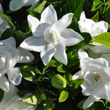 Gardenia jasminoides 'Summer Snow®' PP22797