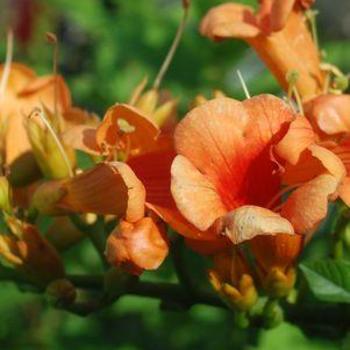 Campsis x tagliabuana 'Kudian' PP13139