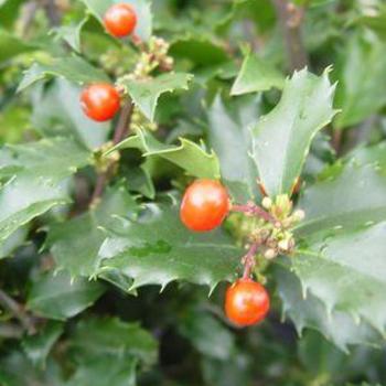 Ilex x meserveae 'Berryific' 