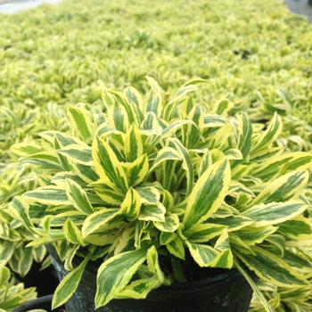 Silene dioica 'Clifford Moor' 