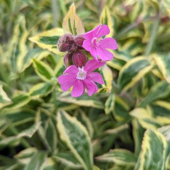 Silene dioica 'Clifford Moor' (316422)