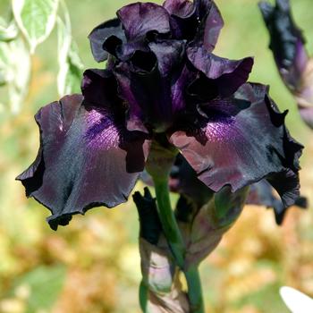 Iris germanica 'Superstition'