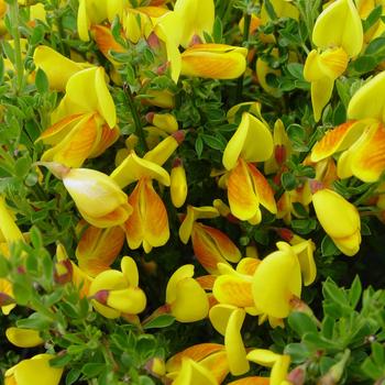 Cytisus scoparius 'Madame Butterfly' 