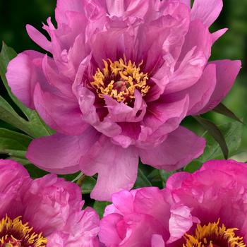 Paeonia 'First Arrival' 