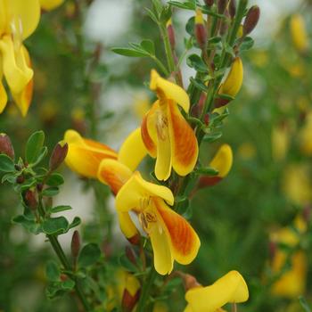 Cytisus scoparius 'Madame Butterfly' (316430)