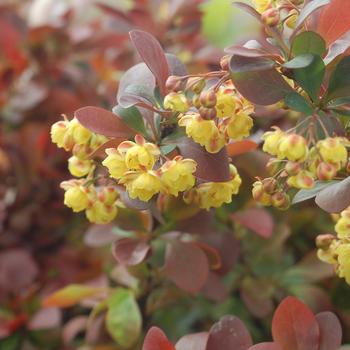 Berberis thunbergii 'Criruzam' USPP27268P2