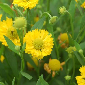 Helenium 'Double Trouble'