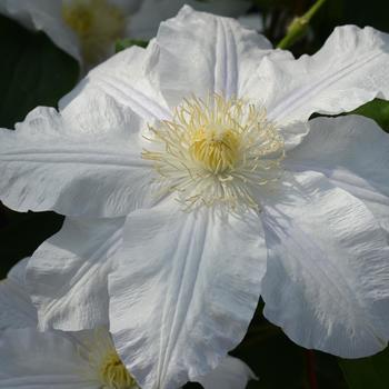 Clematis 'evipo003' 