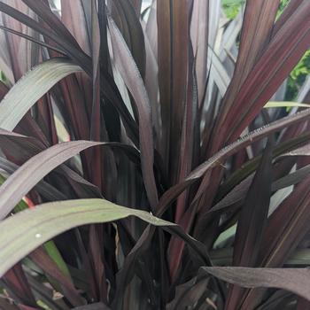 Pennisetum 'Tift 10' PP25515