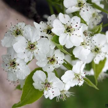 Pyrus calleryana 'Trinity' PP4530