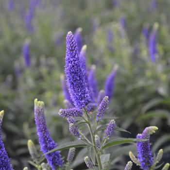 Veronica longifolia 'First Glory' (316438)