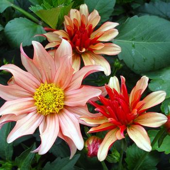 Dahlia 'Gallery Art Deco'