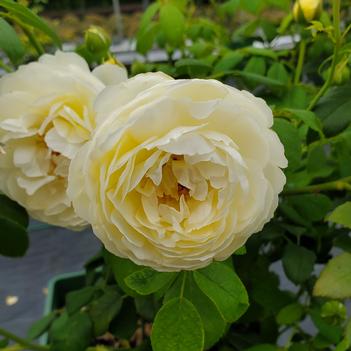 Rosa 'Claire Austin'