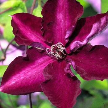 Clematis 'EVipo043' 