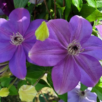 Clematis 'Evipo028' PP28745P3