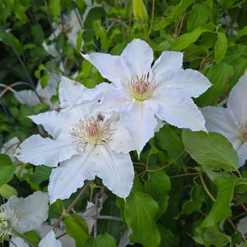 Clematis 'Hyde Hall™' (316443)