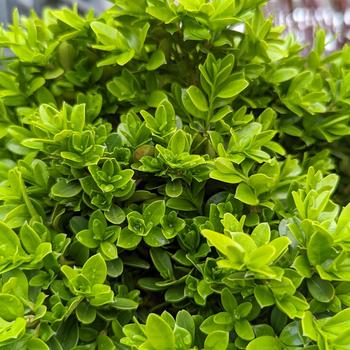 Buxus sinica var. insularis (microphylla) 'Tide Hill'