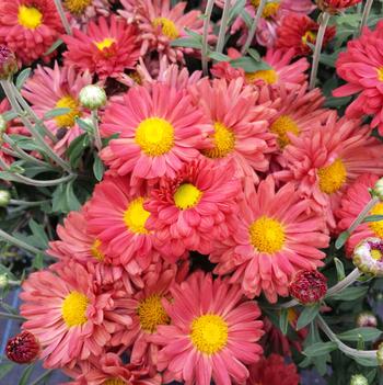 Chrysanthemum x morifolium 'Dark Bronze' USPP 21,196