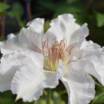 Clematis 'Hyde Hall™' (316447)