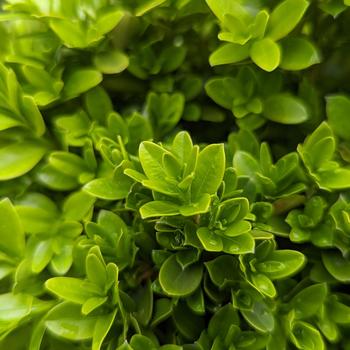 Buxus sinica var. insularis (microphylla) 'Tide Hill' (316449)