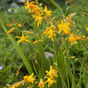 Crocosmia 'Sun Glow' 