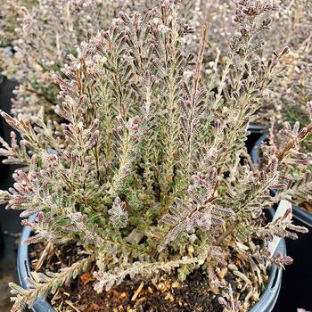 Calluna vulgaris 'Silver Knight' 