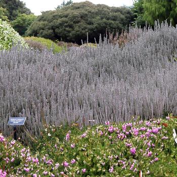 Calluna vulgaris 'Silver Knight' (316456)