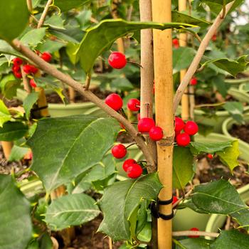 Ilex opaca 'Satyr Hill' (316458)