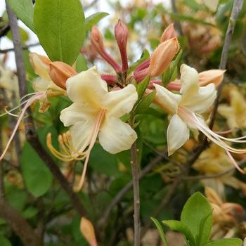 Rhododendron austrinum 'My Mary' (316460)