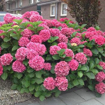Hydrangea macrophylla Everlasting&reg; 'Garnet' (316461)