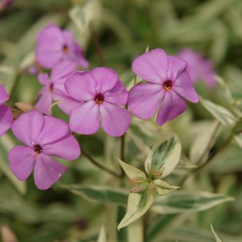 Phlox glaberrima 'Triple Play' PP21329