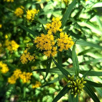Solidago graminifolia '' (316466)