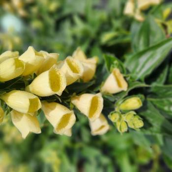 Digitalis grandiflora 'Carillon' 