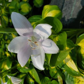 Hosta 'Avocado' (316469)