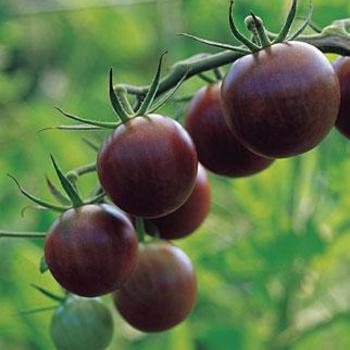 Lycopersicon esculentum 'Black Cherry' (316471)